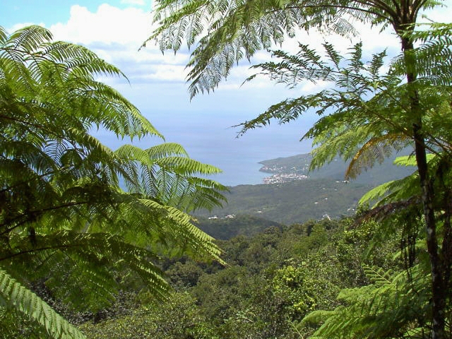 Guadeloupe : Basse-Terre (avril 2002)